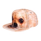 kasket med lille hund chihuahua