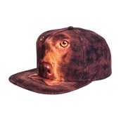 kasket med brun labrador